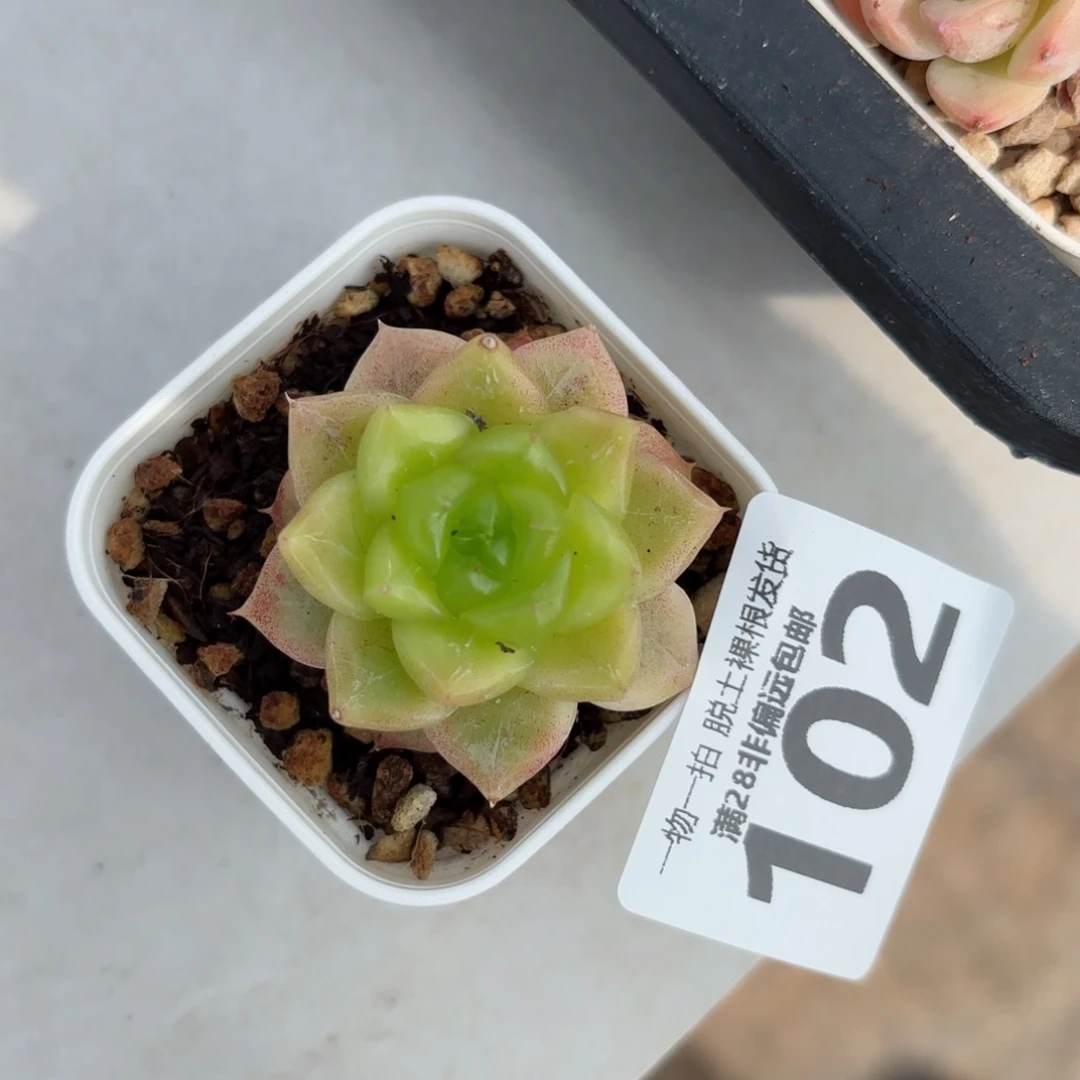 优选珍妮单头无盆土发货