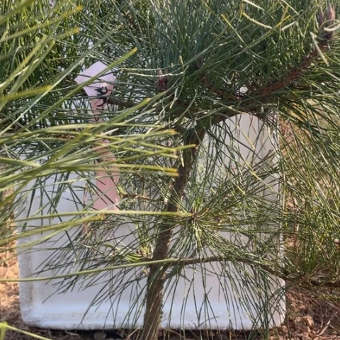 盆栽植物盆栽植物