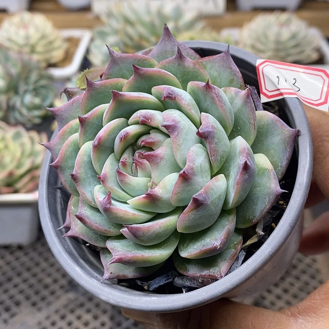 07113 福利吉娃娃带锦 不售后