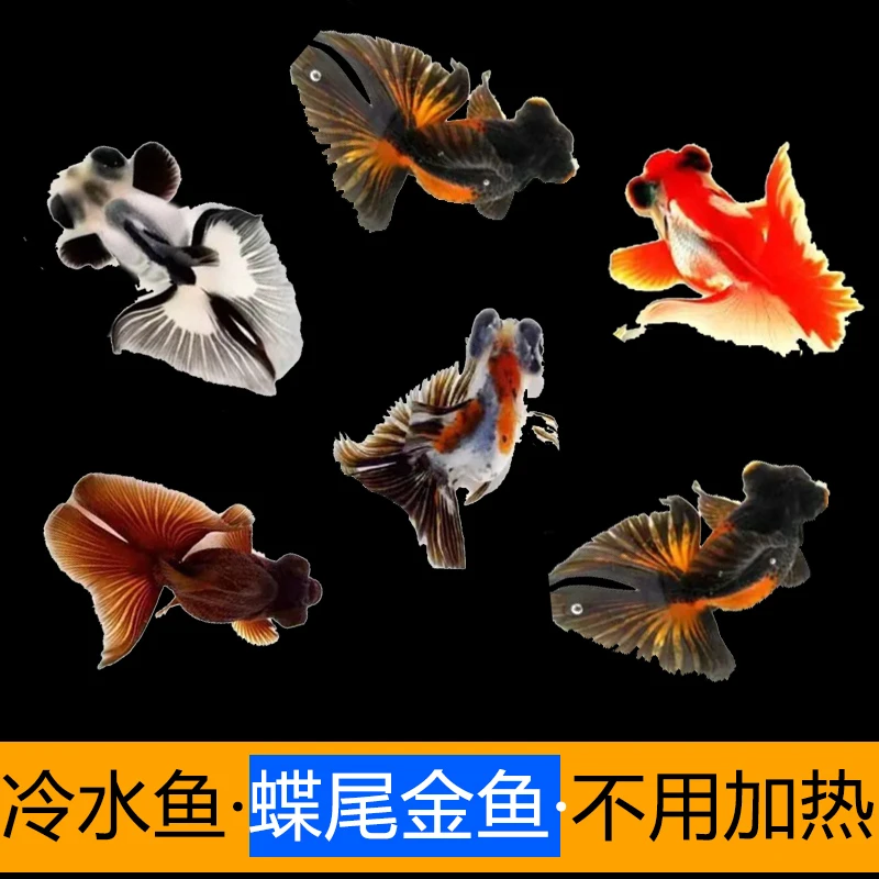 不加热冷水鱼蝶尾金鱼包金兰寿红黑白好养耐活淡水龙睛小型观赏鱼