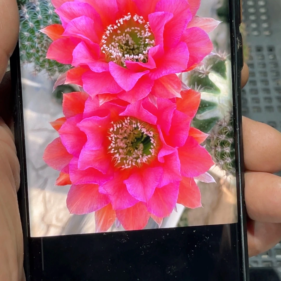 彩草 CC177侧芽 歪 满20包邮4公分以上