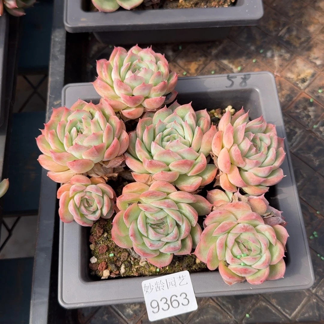 奕***宝9363杂交多肉植物基地
