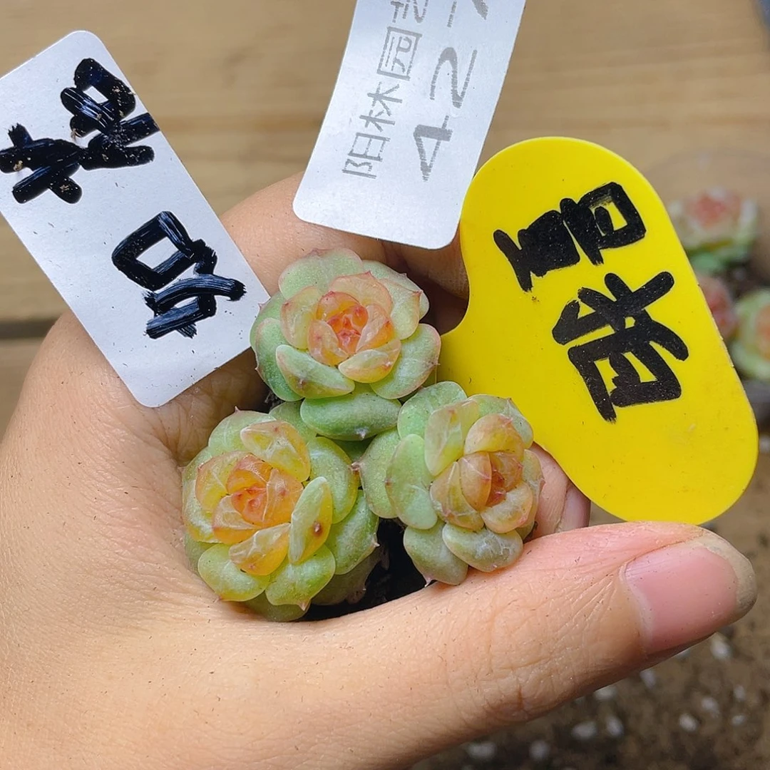 量拍多肉植物多肉植物427
