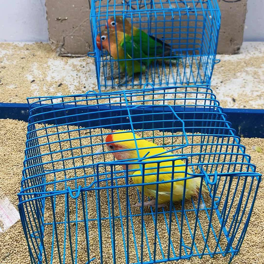 虎皮鹦鹉余****0牡丹一如