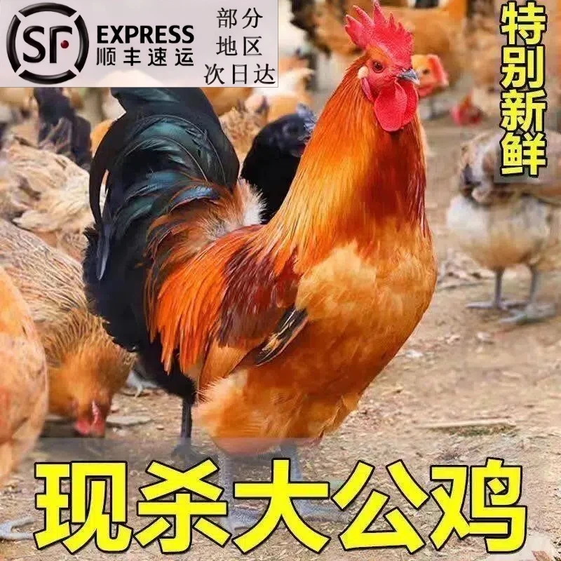 【顺丰包邮】新鲜农家散养大公鸡4-5斤青脚大公鸡 鸡土鸡冷冻发货