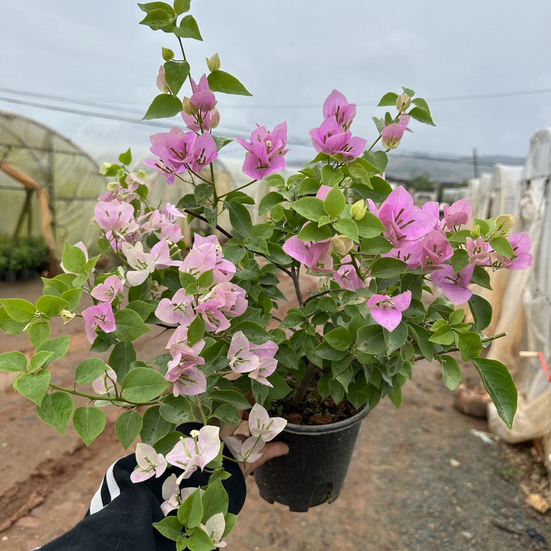 【粉可爱】勤花三角梅带花盆栽阳台庭院多季重复开花原盆原土有根系