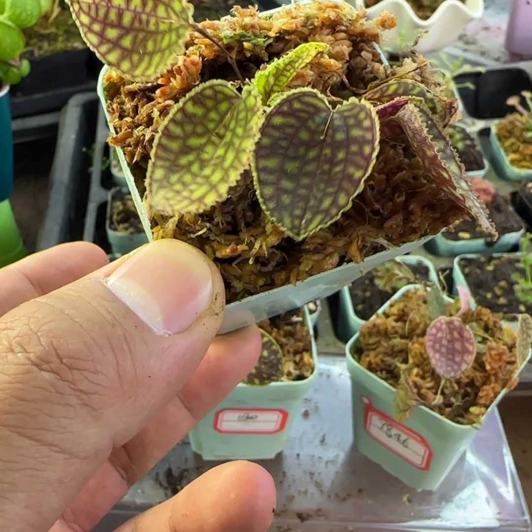 缓***菇完全开放南美网格丽班兰