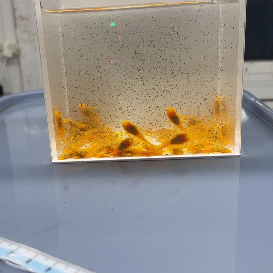 清道夫鱼小胡子50条开箱视频包损