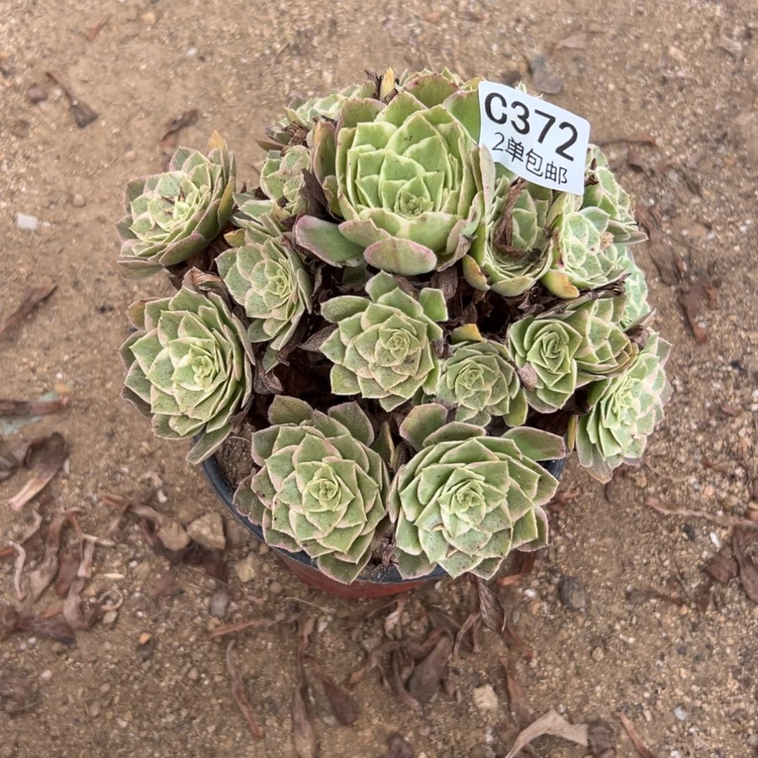 372多肉  水蜜桃 不包断头