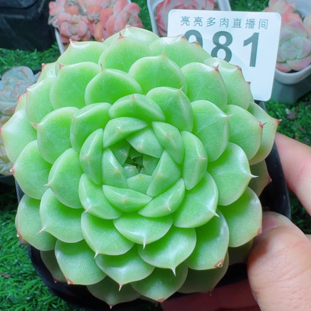 麦秆 精美多肉植物