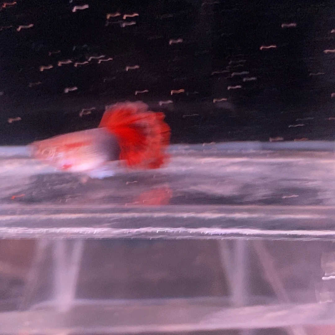 孔雀鱼菊花帆顶配压成公