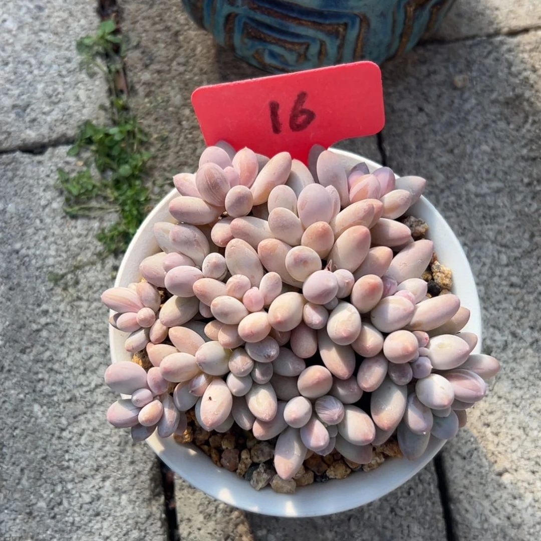 梅**?多肉植物一物一拍