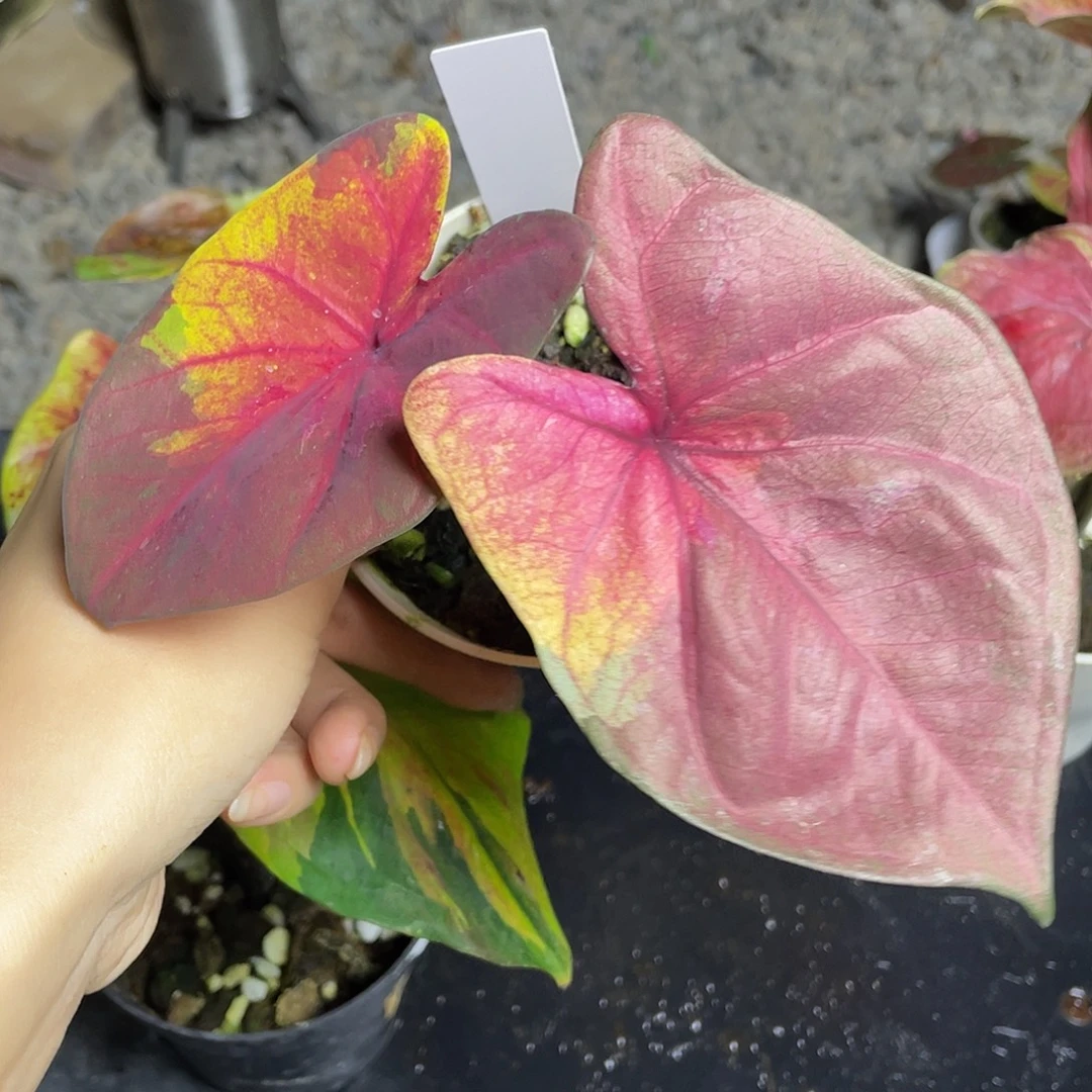 无花朵晨曦养定发货