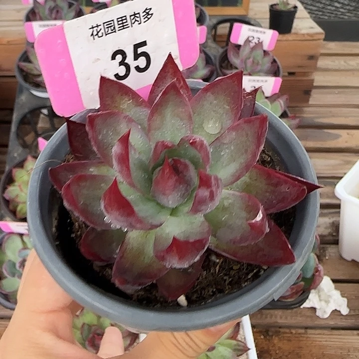35 惊鸿仙子多肉植物