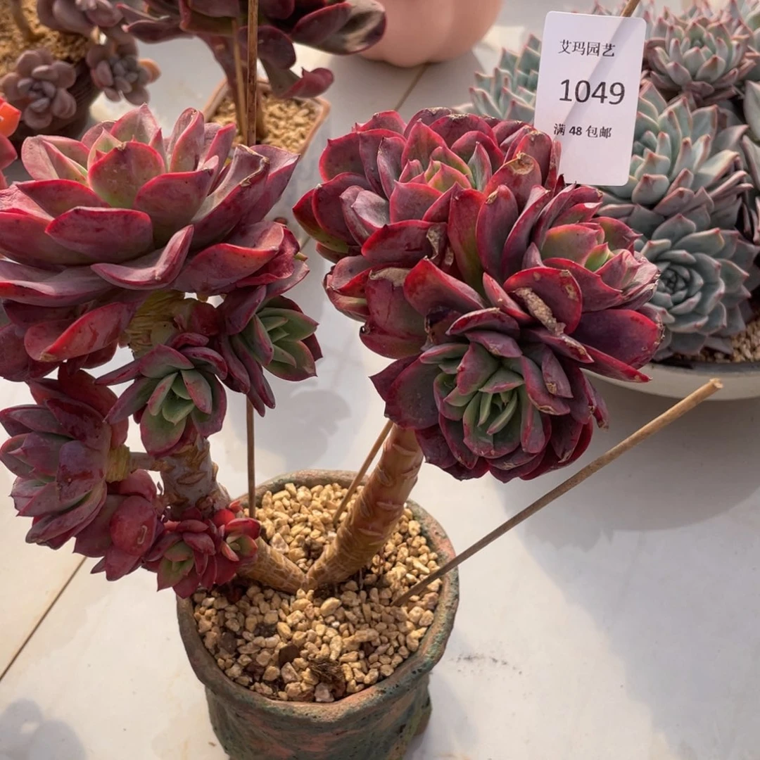 ?****定绮罗049多肉多肉