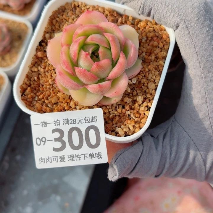 水晶虾饺，多肉植物多肉植物