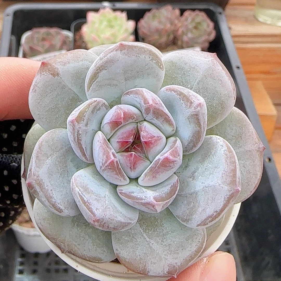 多肉0927--271石榴籽星影