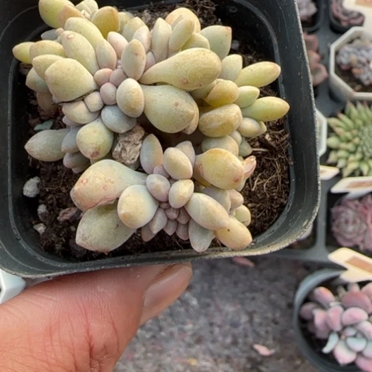 136醉美人缀多肉植物多