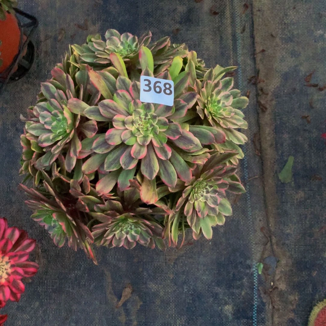 【闪购商品】/***/36800000000000