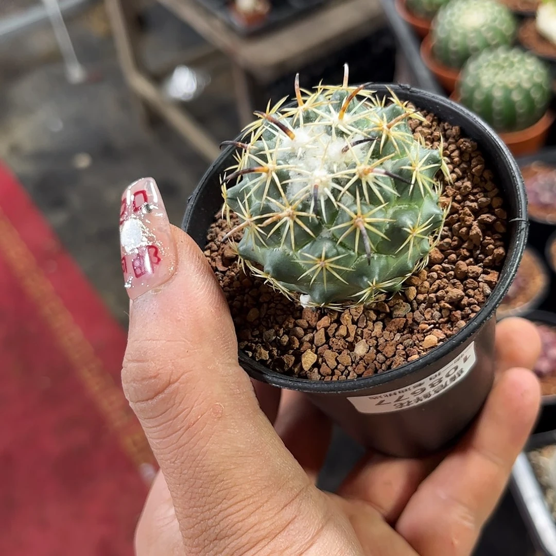H****r108677一物一拍单头发货