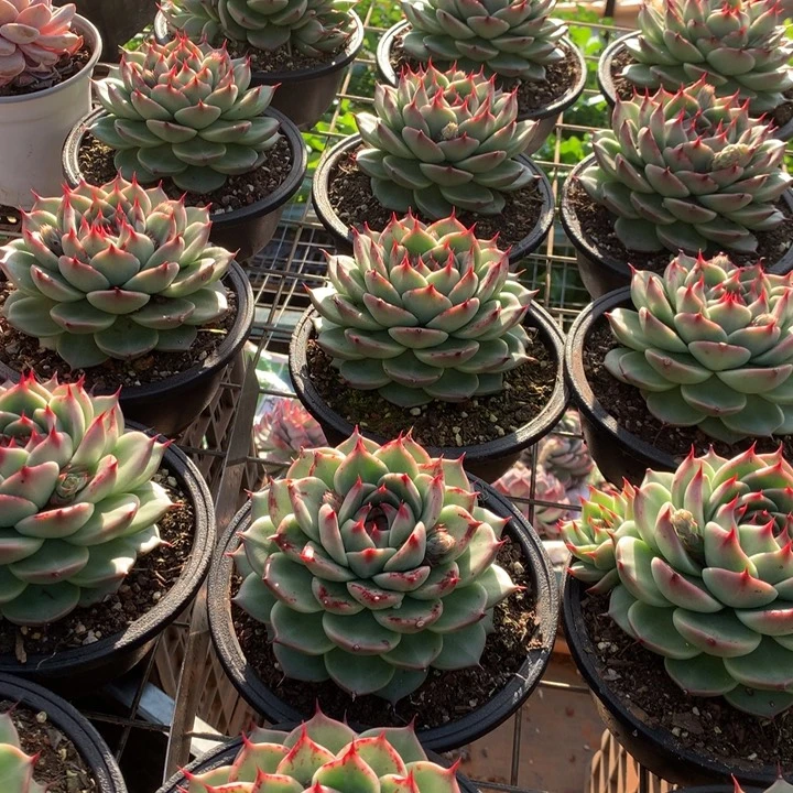 160杯托斯卡内利多肉植物两单包邮