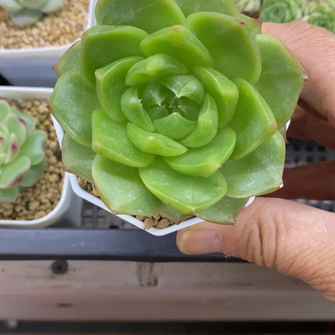 精品多肉一物一拍不包整3