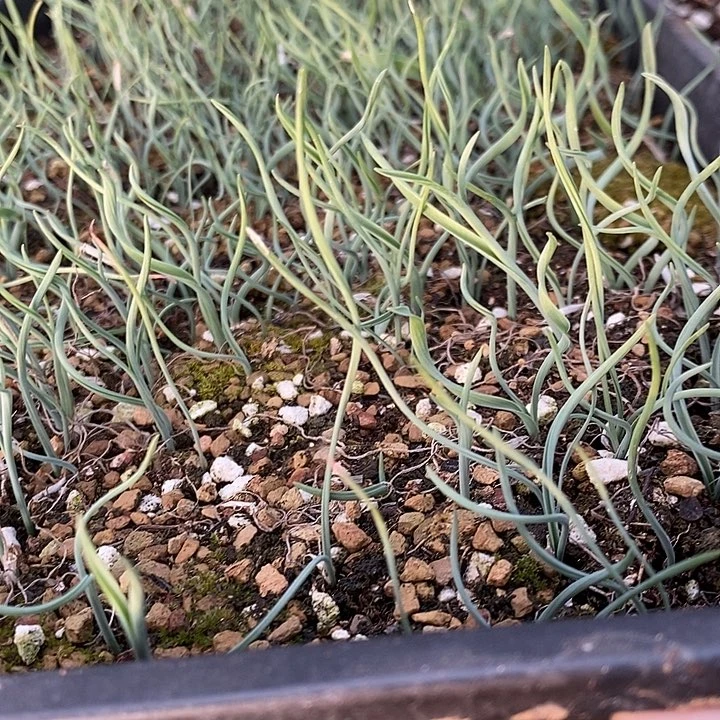 黛安娜弹簧草一颗。