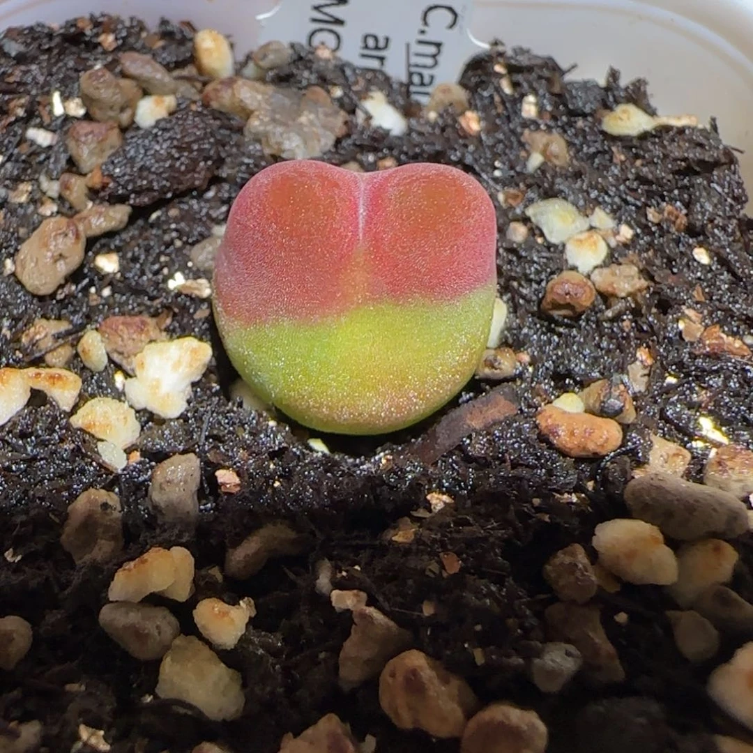 肉锥多肉植物组合-1430.5、1779