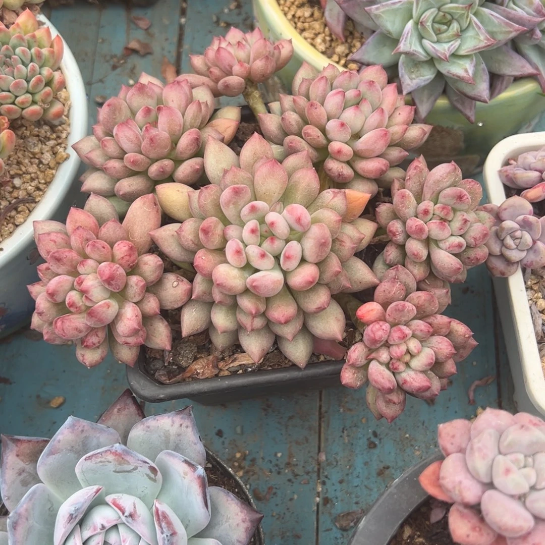 精品多肉植物老桩