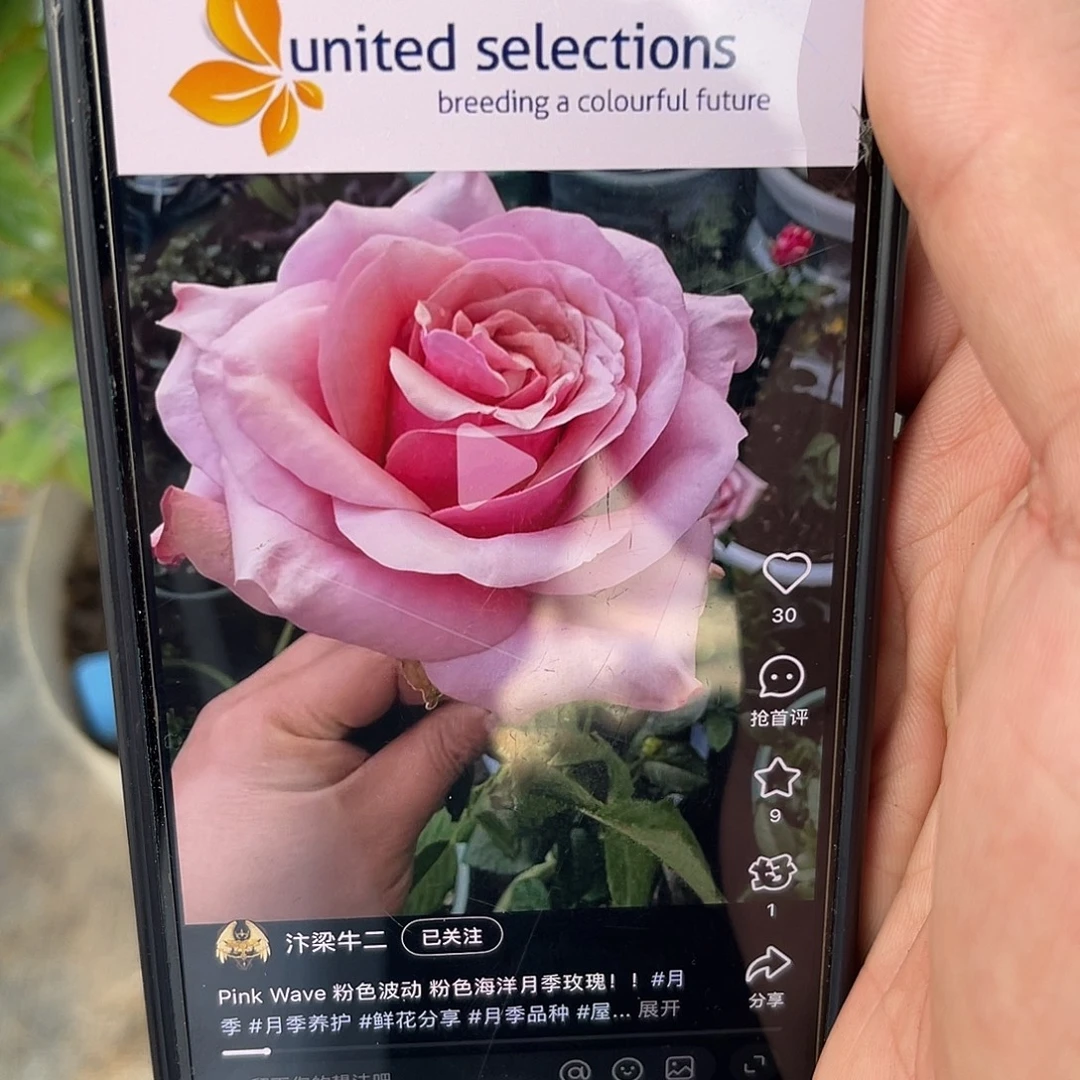 无花朵——-粉色波动 福利款