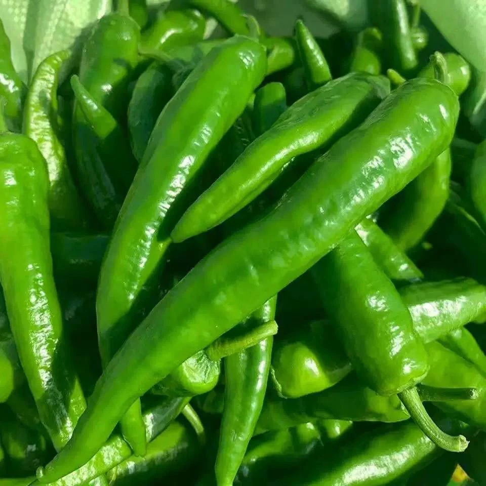 （顺丰包邮）辣椒薄皮土辣椒农民自种辣椒新鲜本地辣椒农村青椒