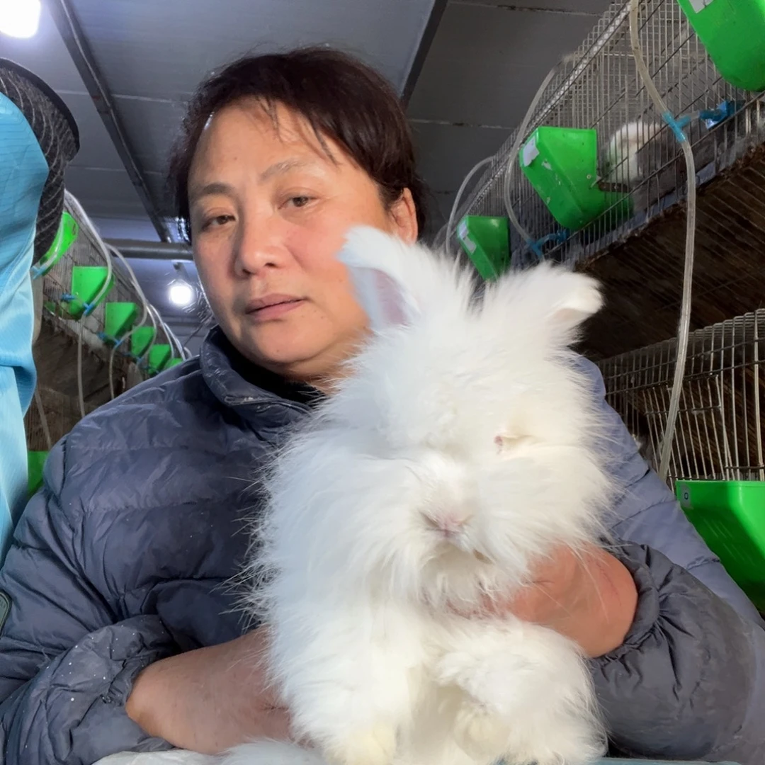 宠物兔英系安哥拉兔