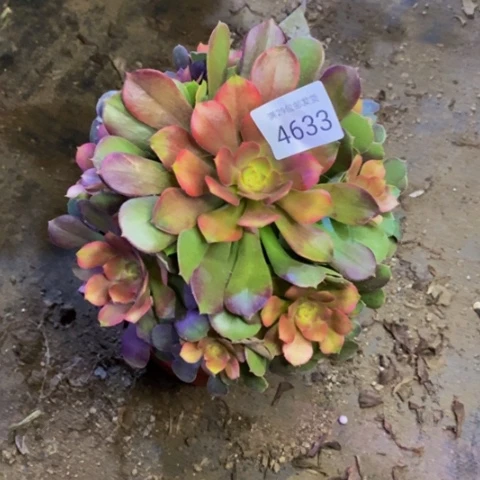 雅典娜女神多肉植物4633