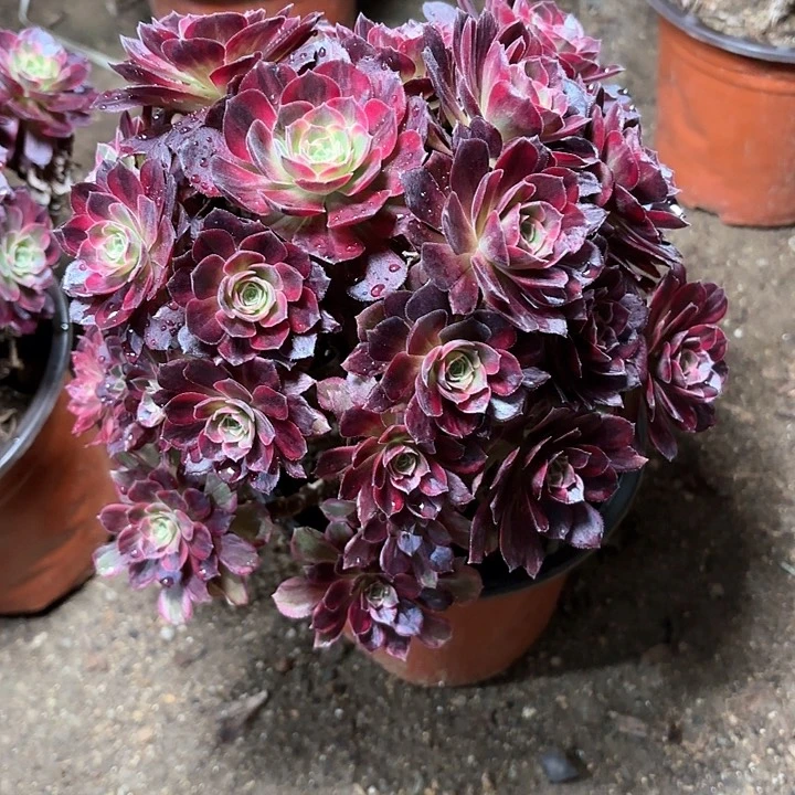 多肉植物法师安娜17