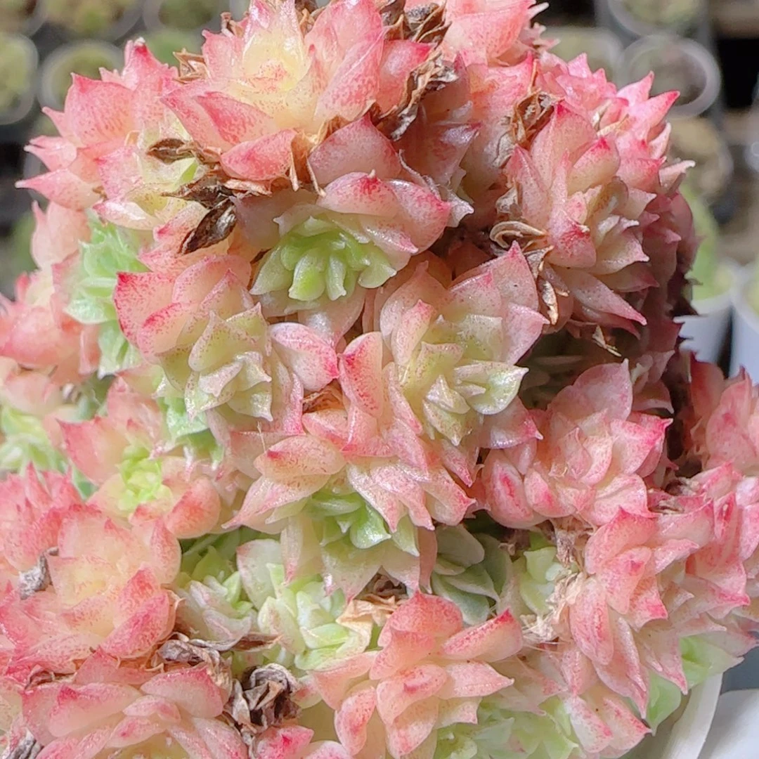 花语逸镜1102-321散