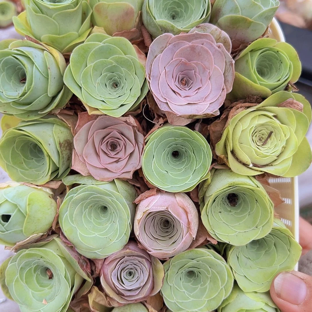 大苗子组合24个送蓝子