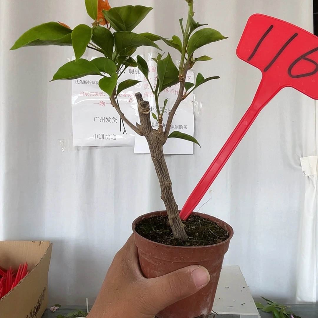 当前无花栽培后可以开花116掌中宝波妹