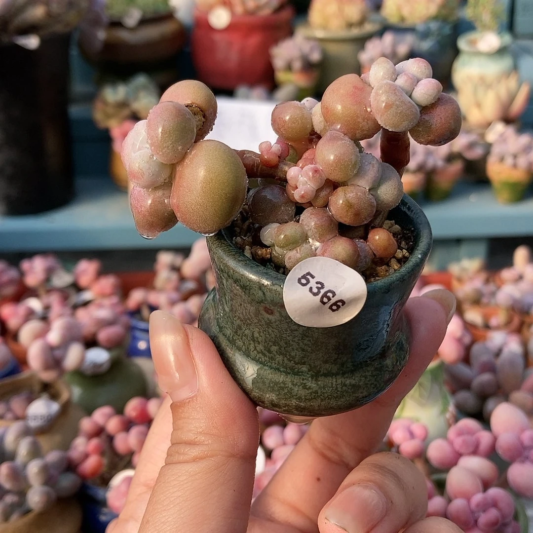 彼***阳5366糖果腰子蛋带盆土