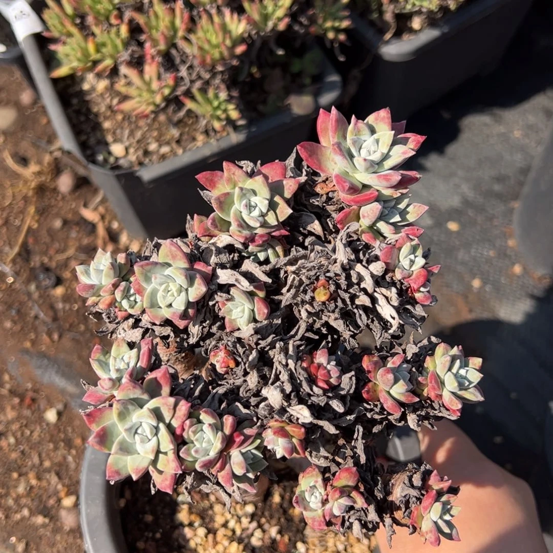 2221微瑕苹果叶群生哈哈哈哈哈