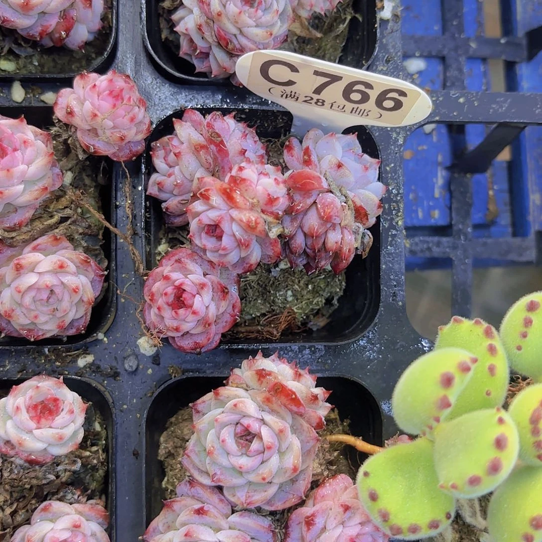 C766蓝孔雀一物一拍