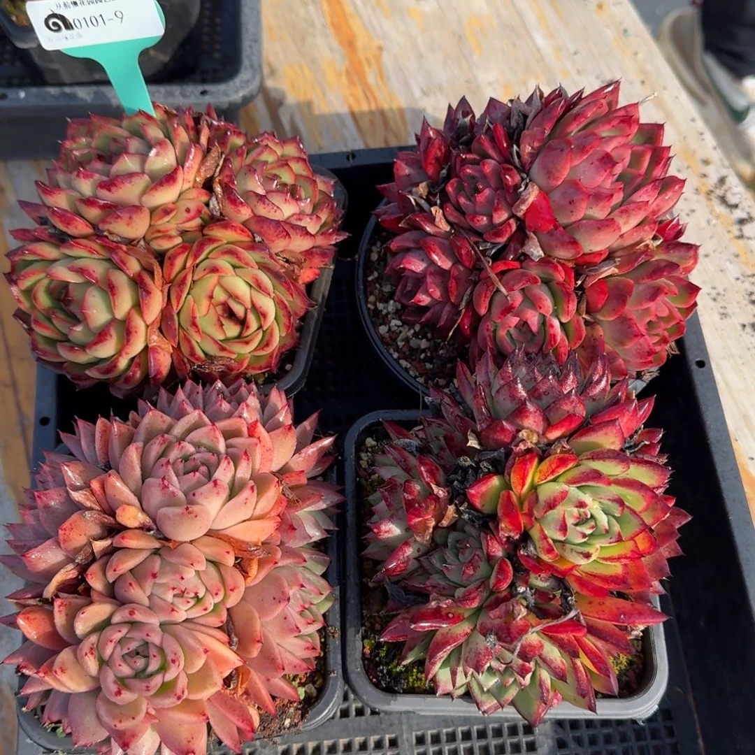 从前慢花园多肉编号0101-9