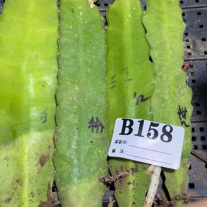 当前无花栽培后可以开花158