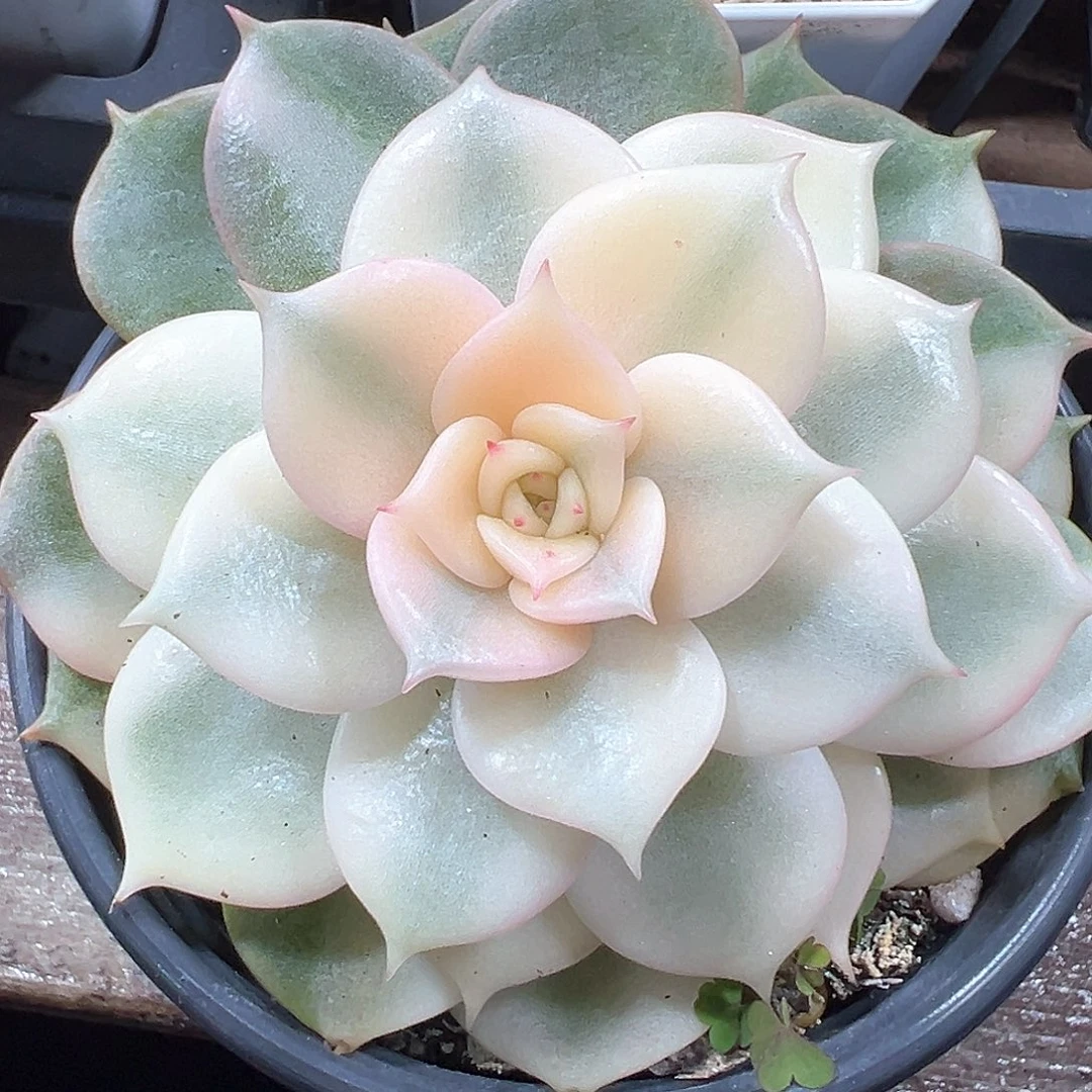 贝加尔湖锦小方花圃一物一拍