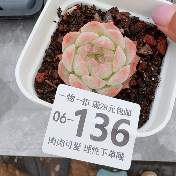 梦幻泡影无盆土发货无盆土发货