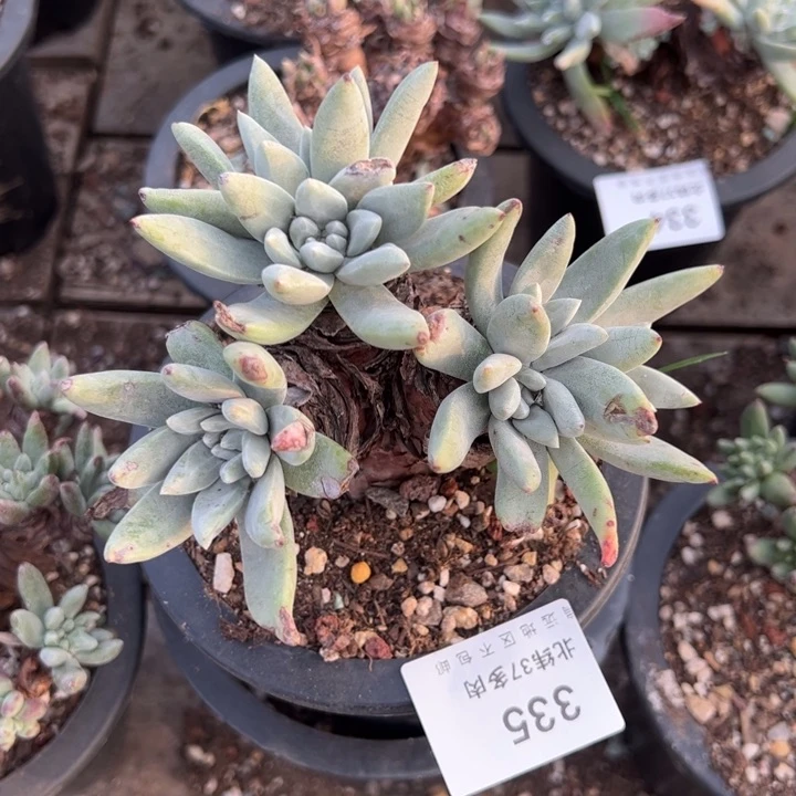 .****.335哈哈哈哈哈哈哈哈多肉