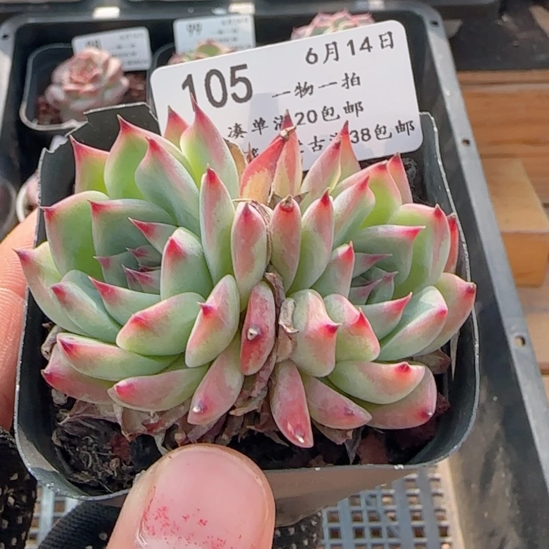 0614-105吉娃娃吉娃娃