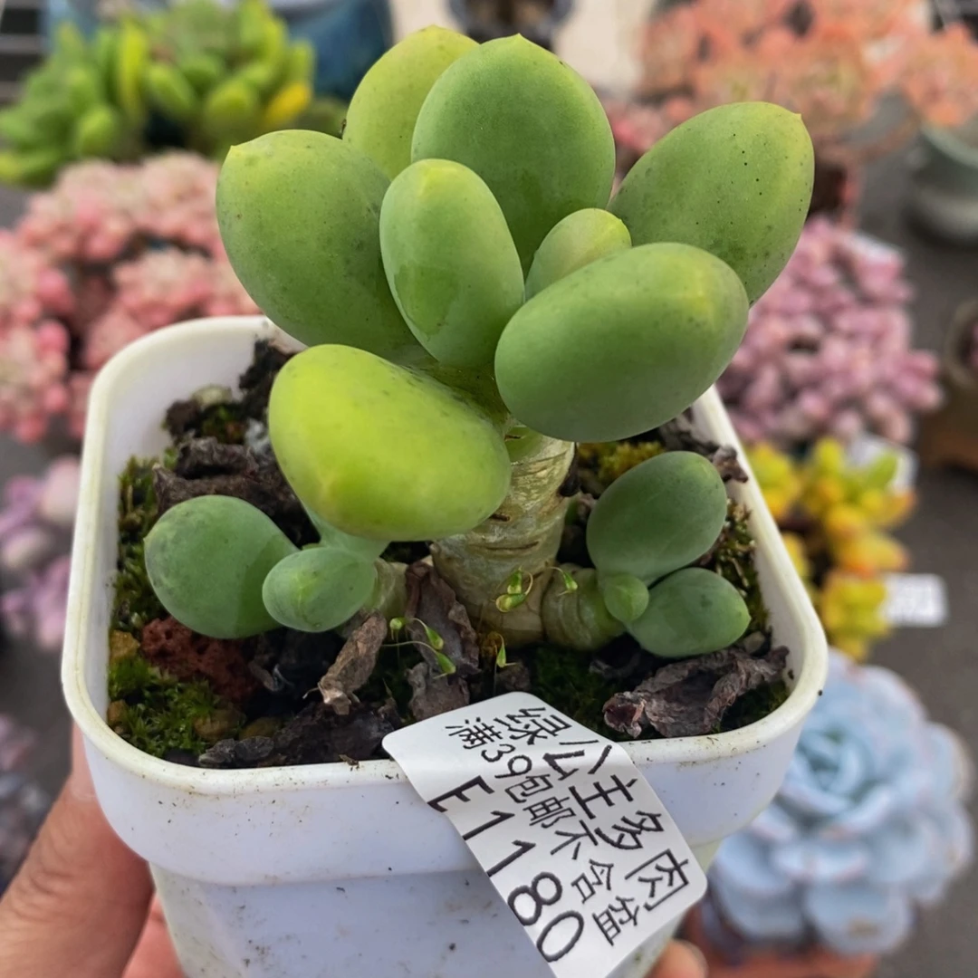1180芒果奶8cm多肉