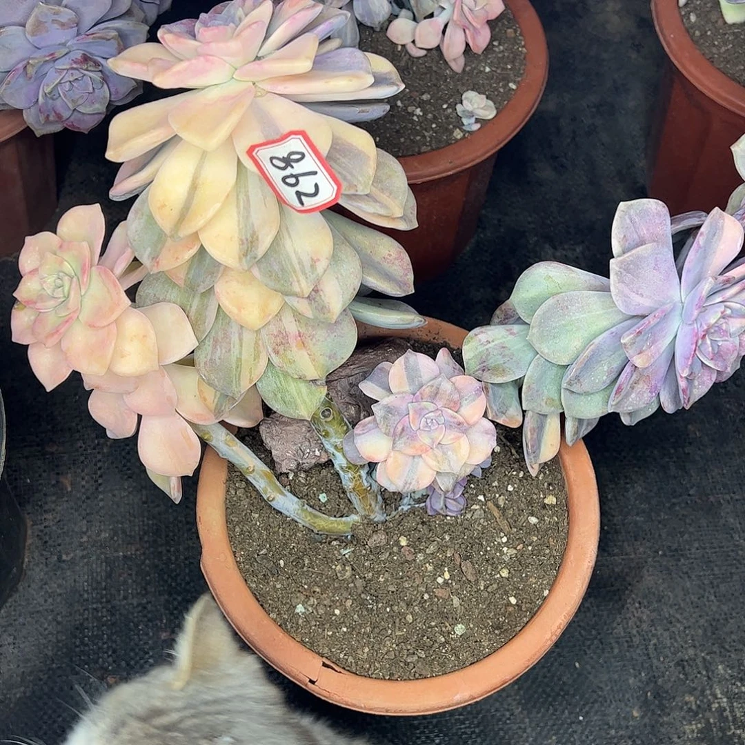 862号紫乐锦，一物一拍