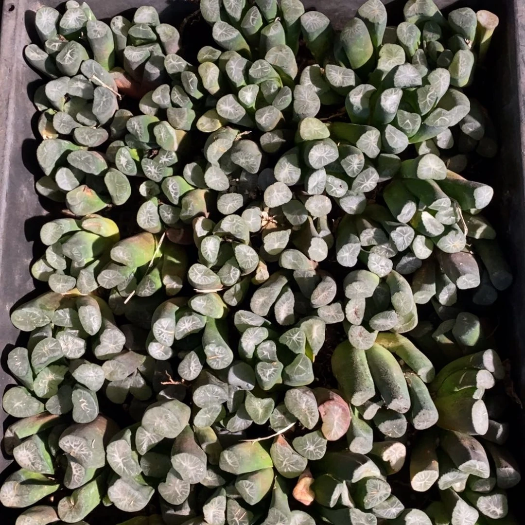 401 一颗优选实生超大万象 多品种 大帅优选 新年福利