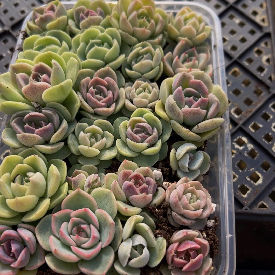 237多肉葡萄领导人物库资料